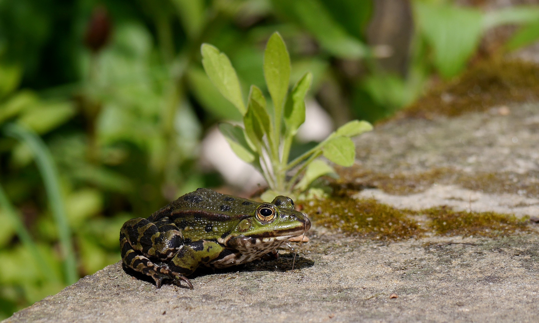 Froschkönig