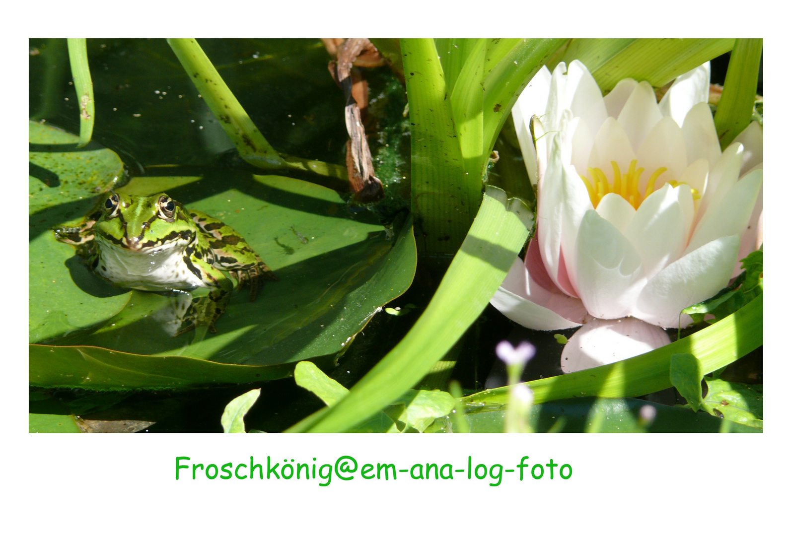 Froschkönig