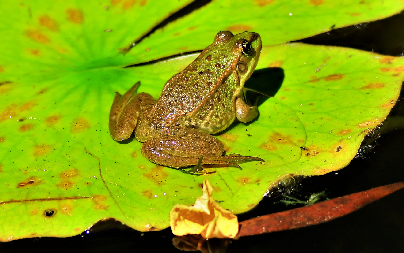 Froschkönig