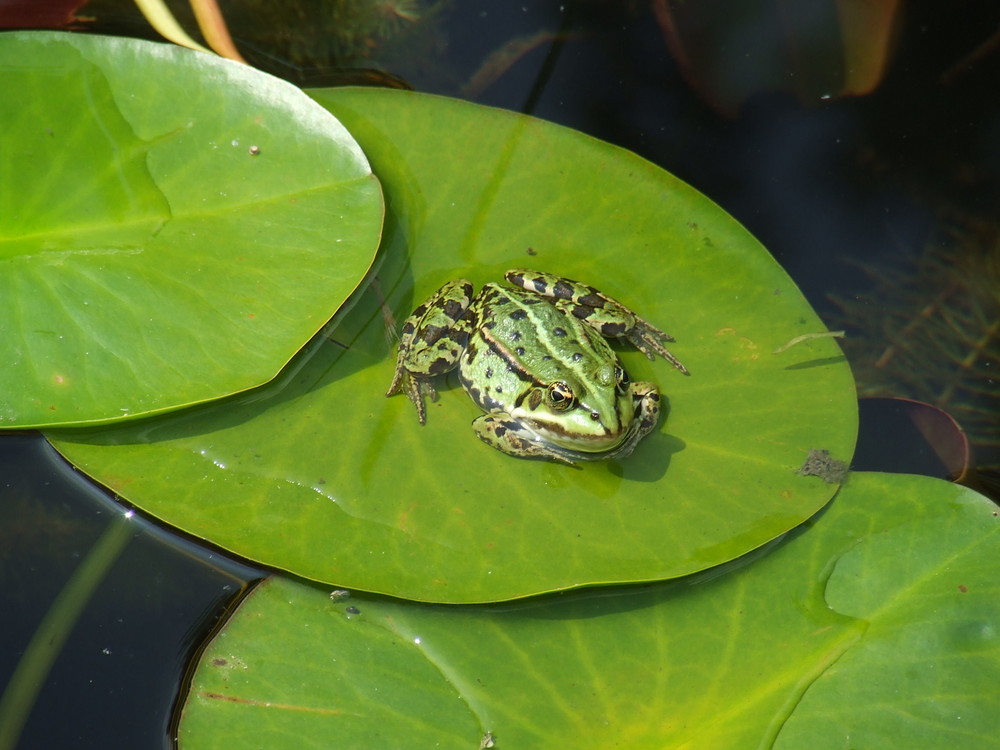 Froschkönig