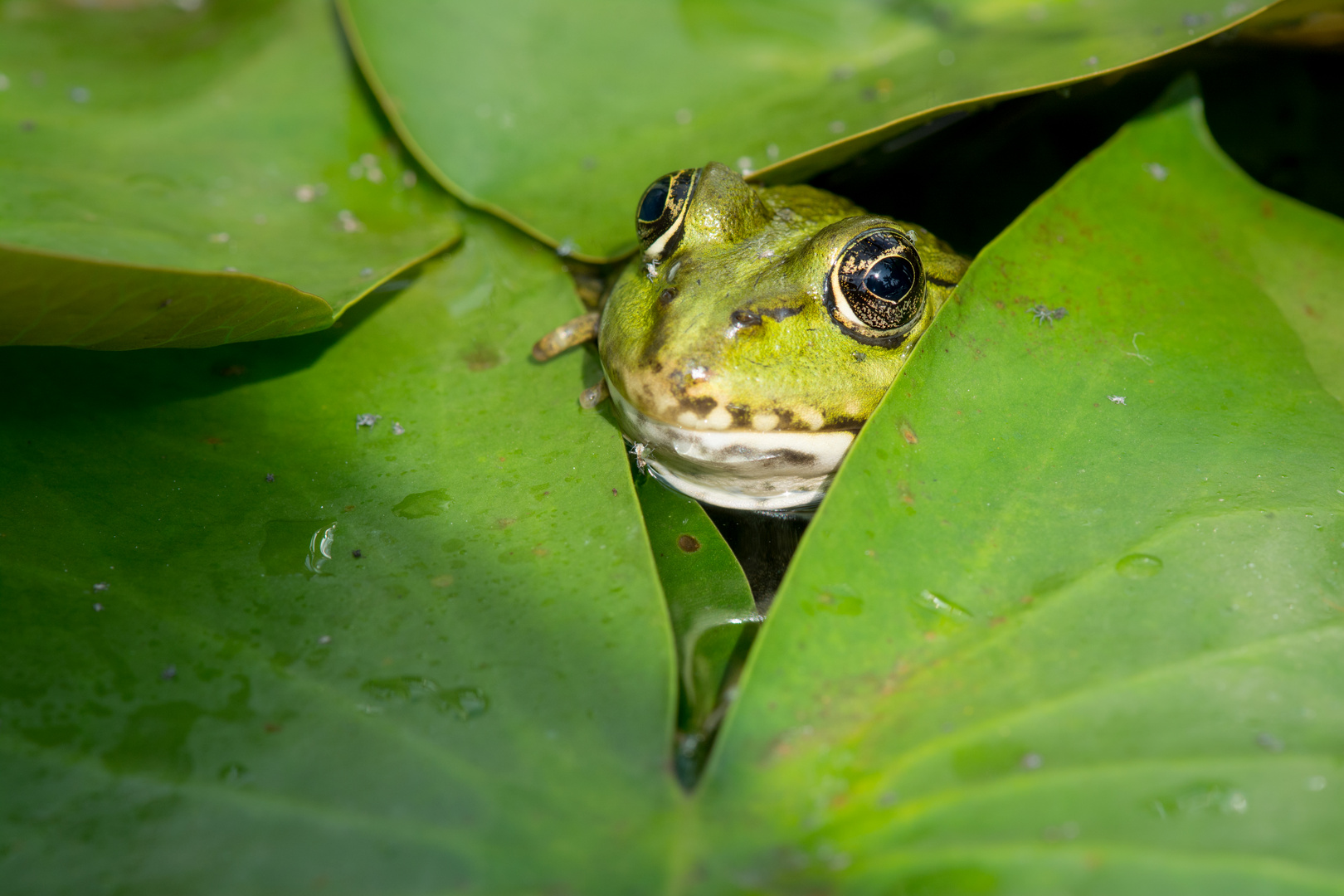 Froschkönig