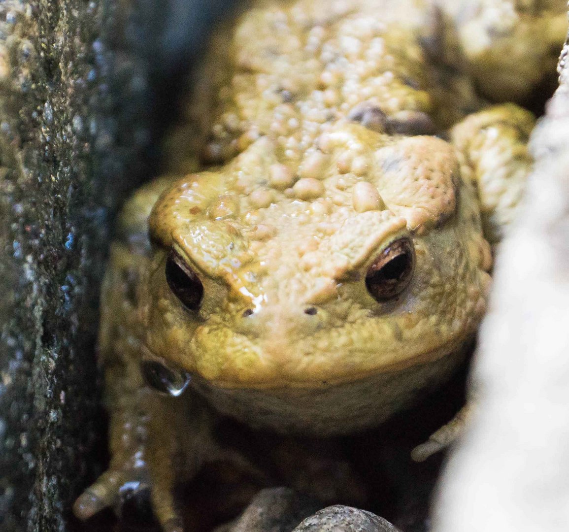 Frosch_König