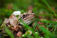 Froschkönig