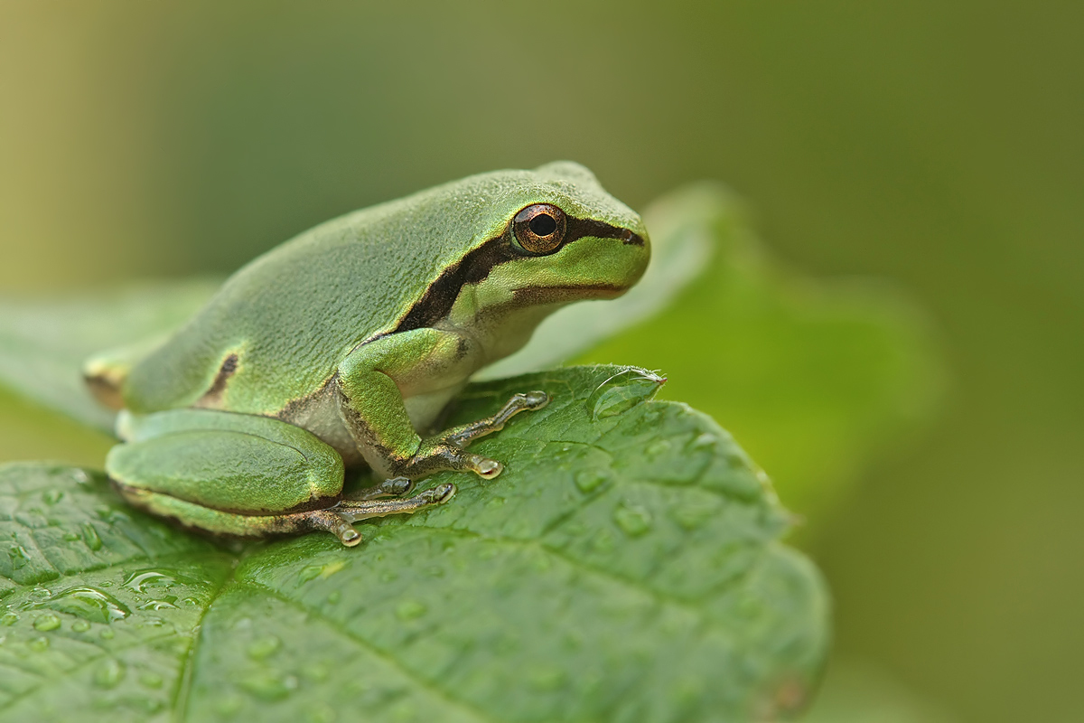 Froschkönig ...