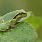 Froschkönig ...