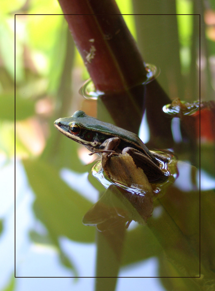 Froschkönig von Ronny Werler