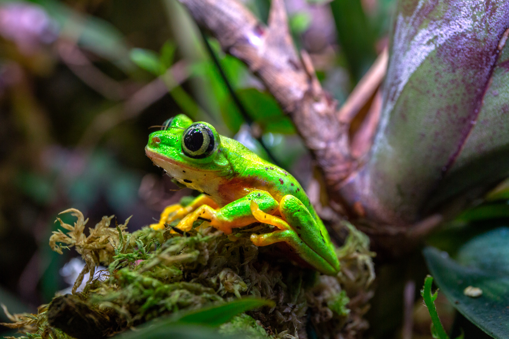 Froschkönig