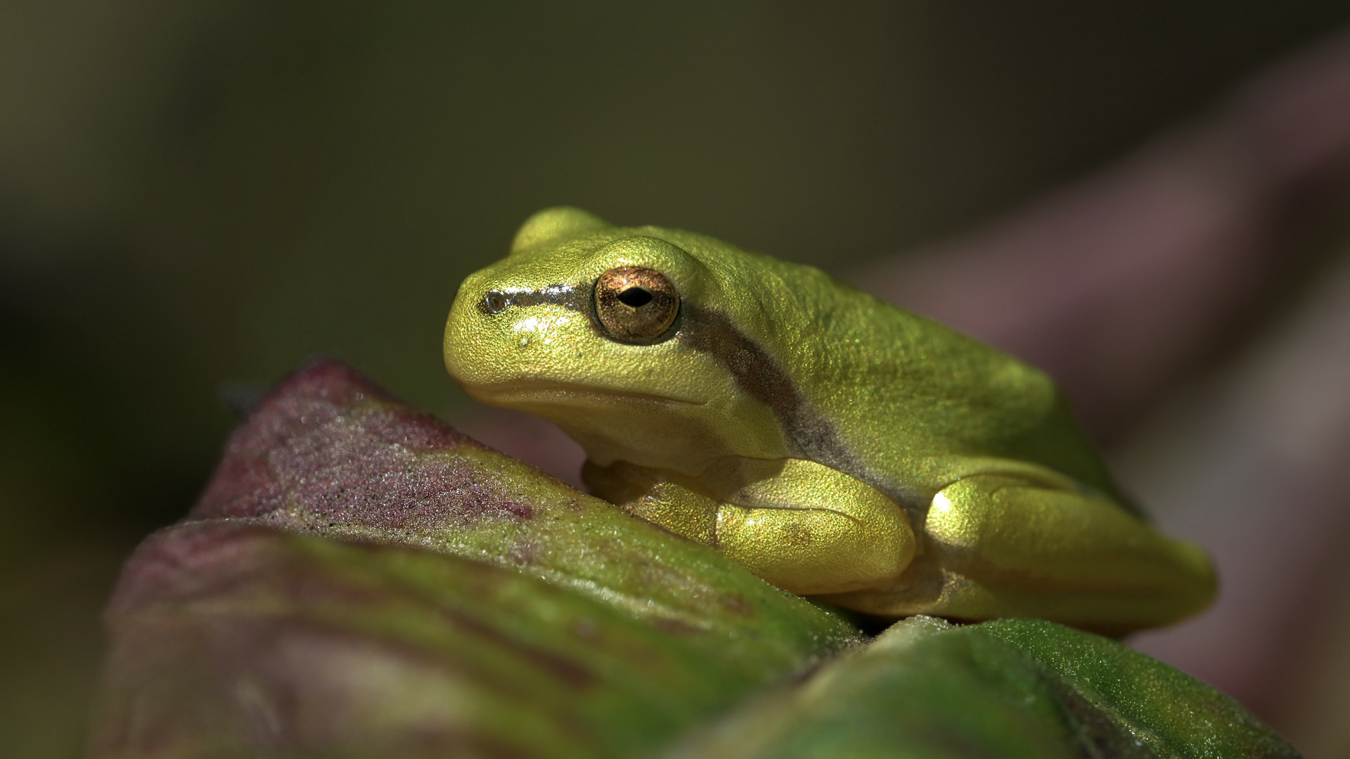 Froschkönig