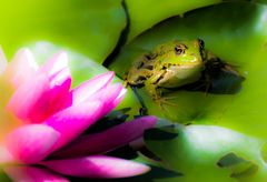 Froschkönig