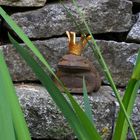 Froschkönig am Teich