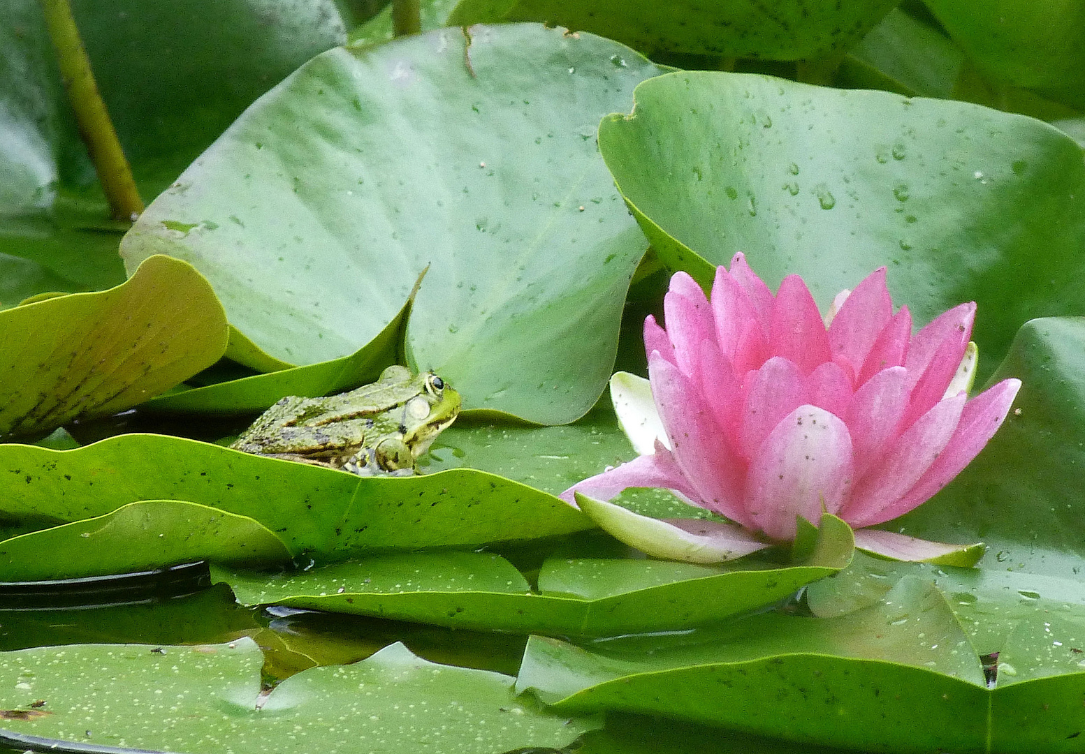 Froschkönig an Seerose