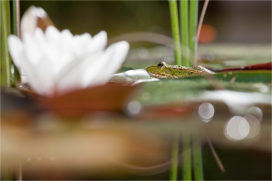 Froschkönig auf Seerosenblatt :-)