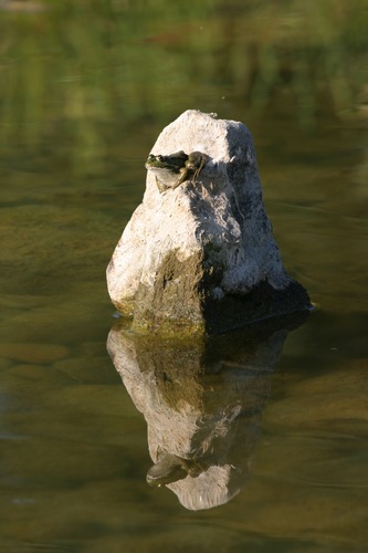 Froschkönig auf Thron