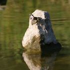 Froschkönig auf Thron, dem Langweilig wird