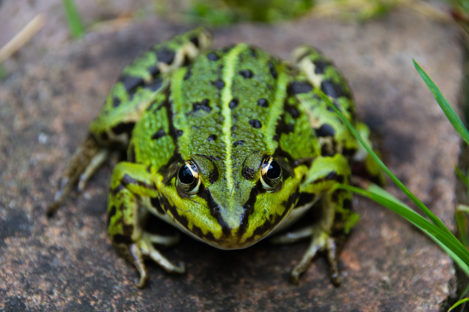 Froschkönig