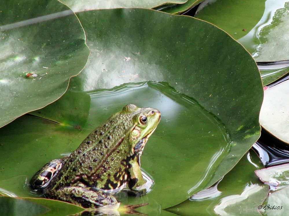 Froschkönig ?