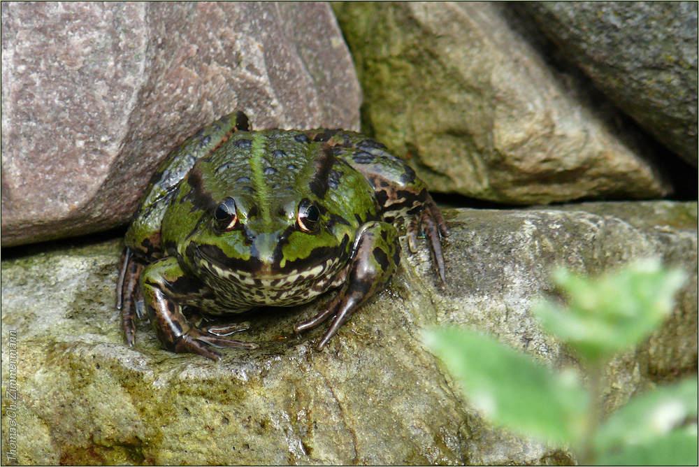 Froschkönig ...