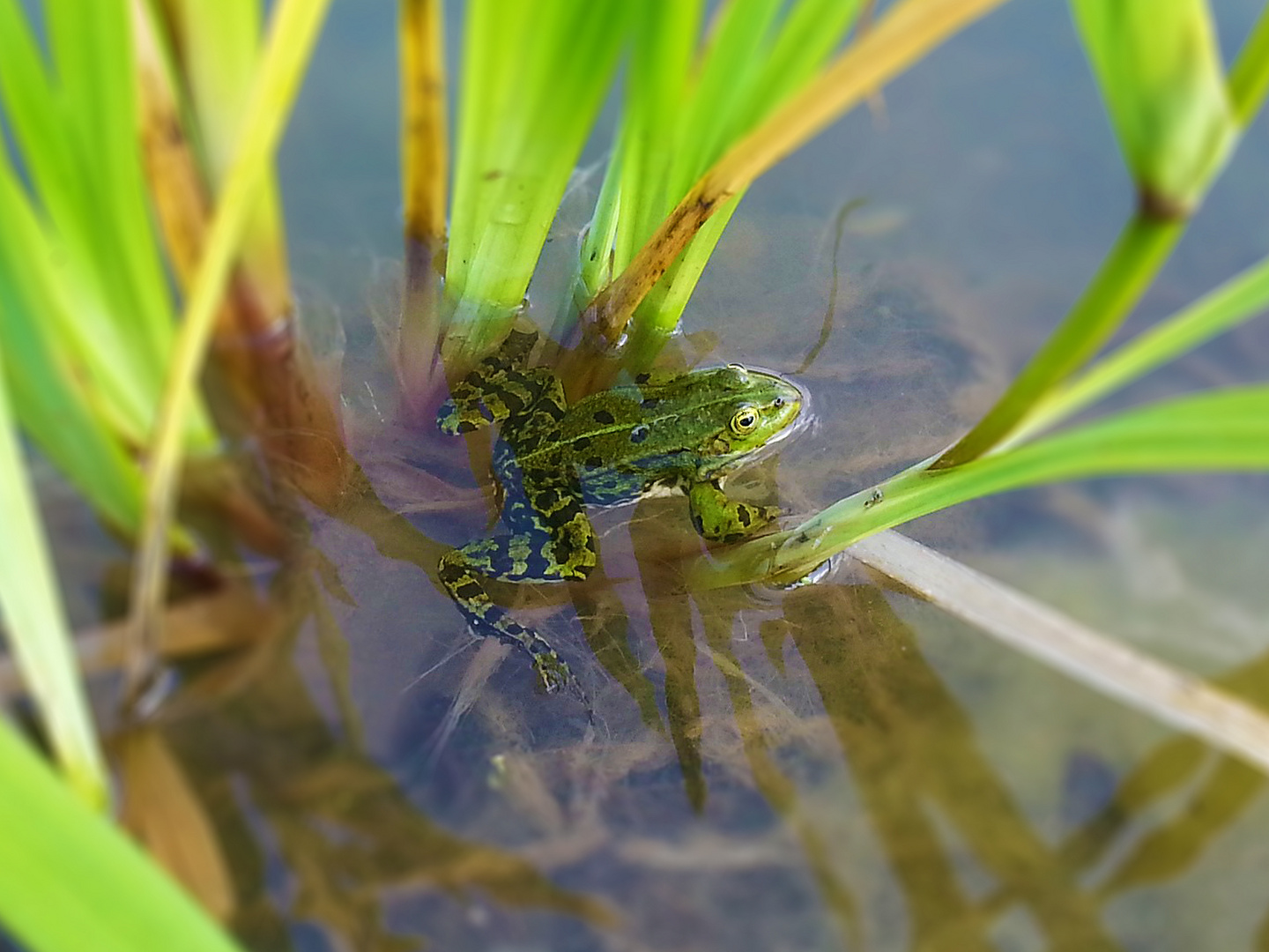 Froschkönig