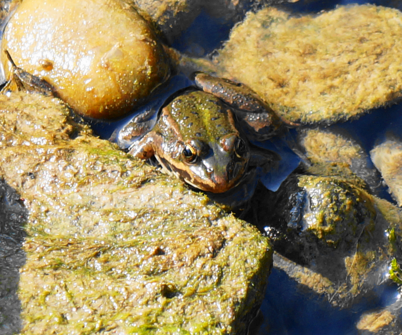 Froschkönig