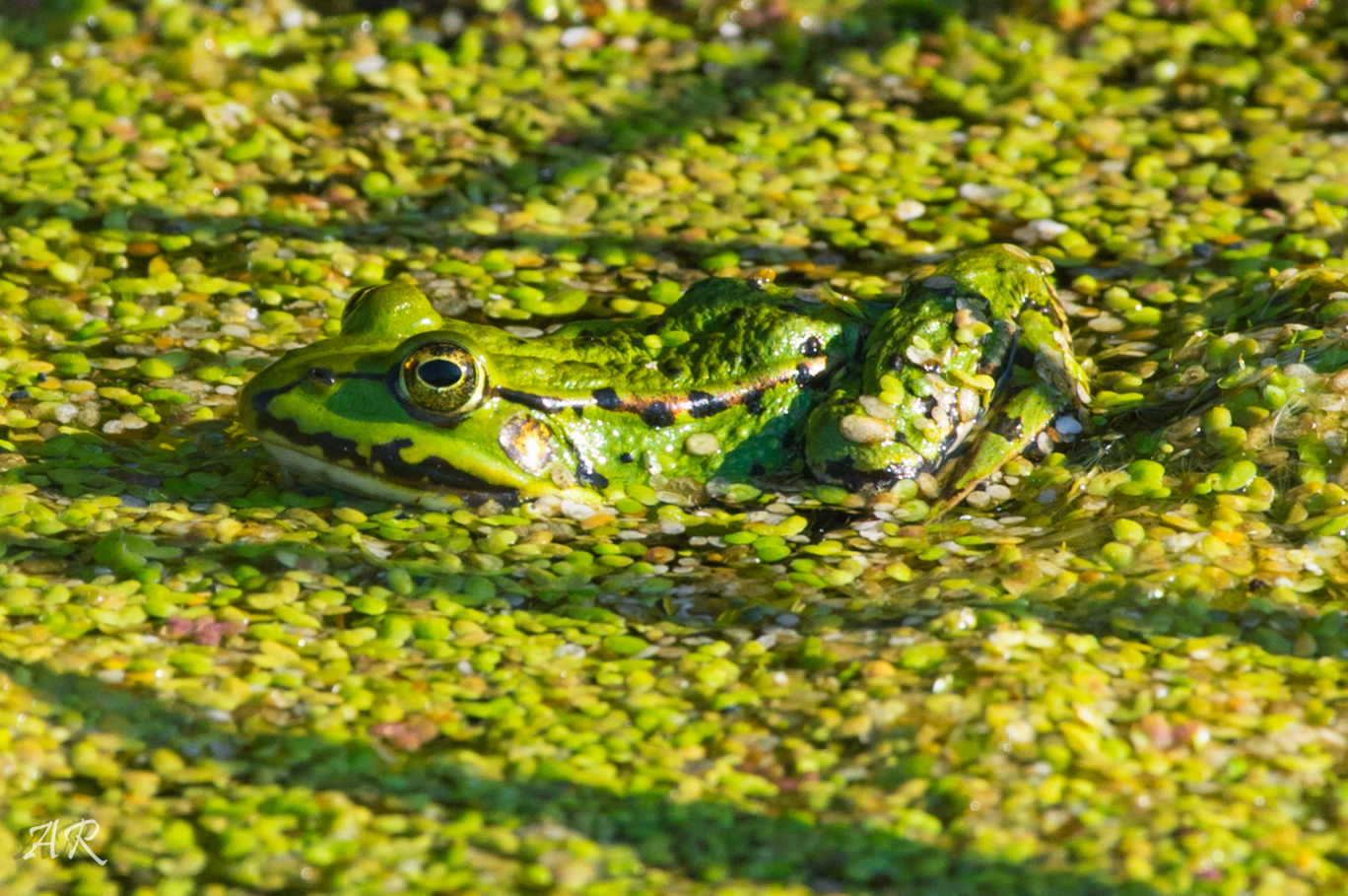 Froschkönig