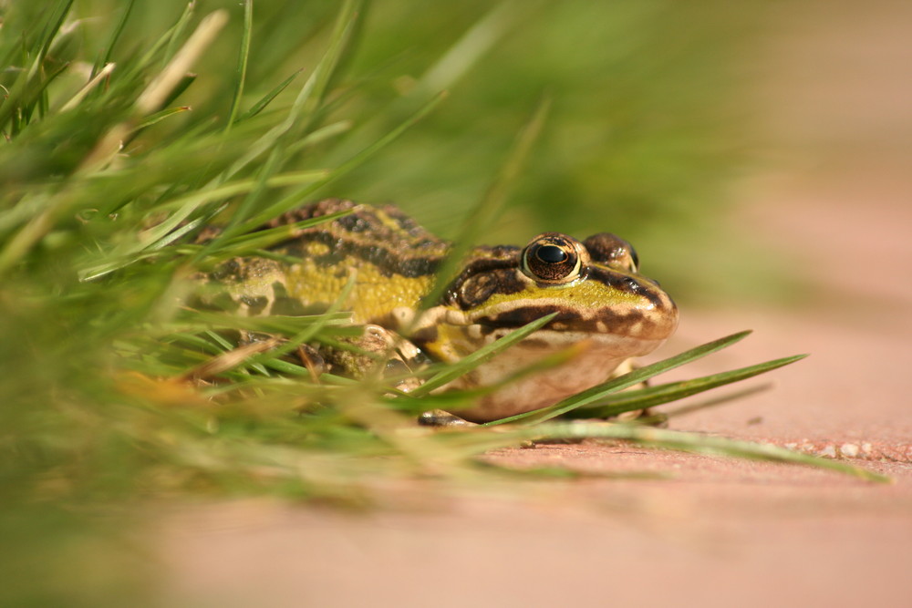 Froschkönig