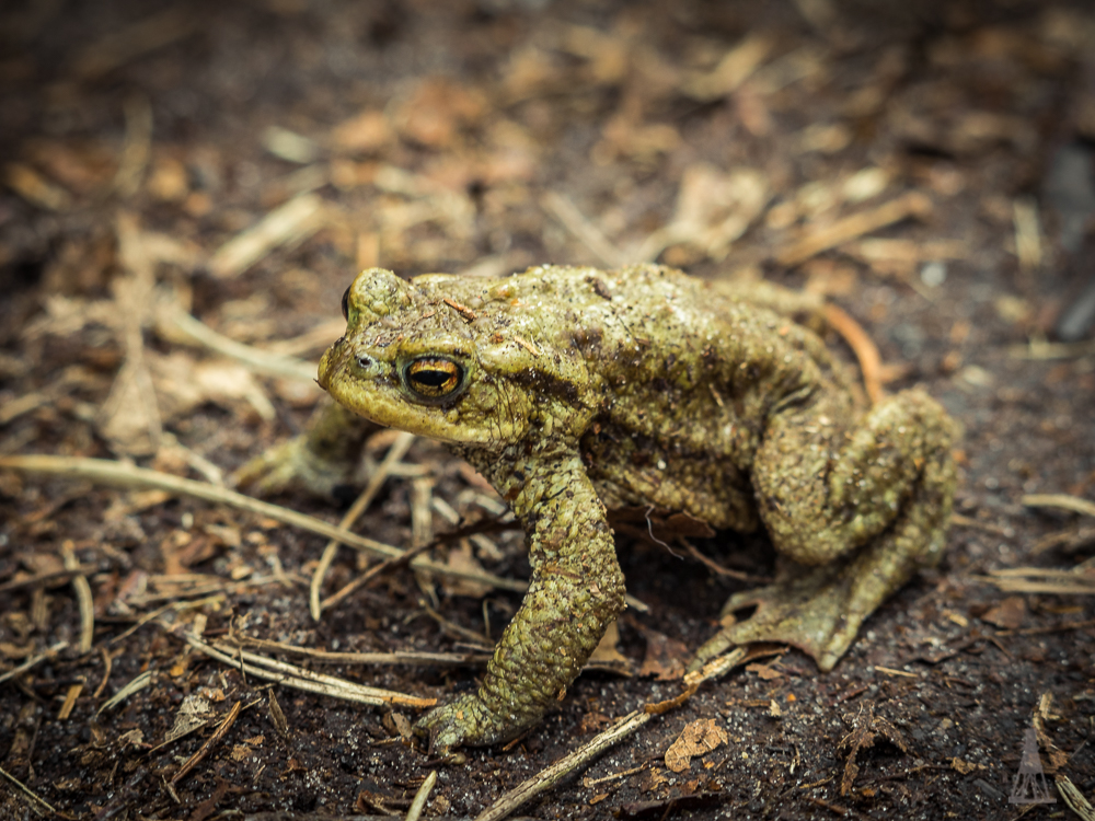 Froschkönig