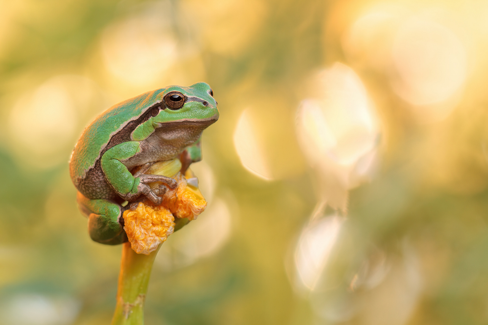 Froschkönig 