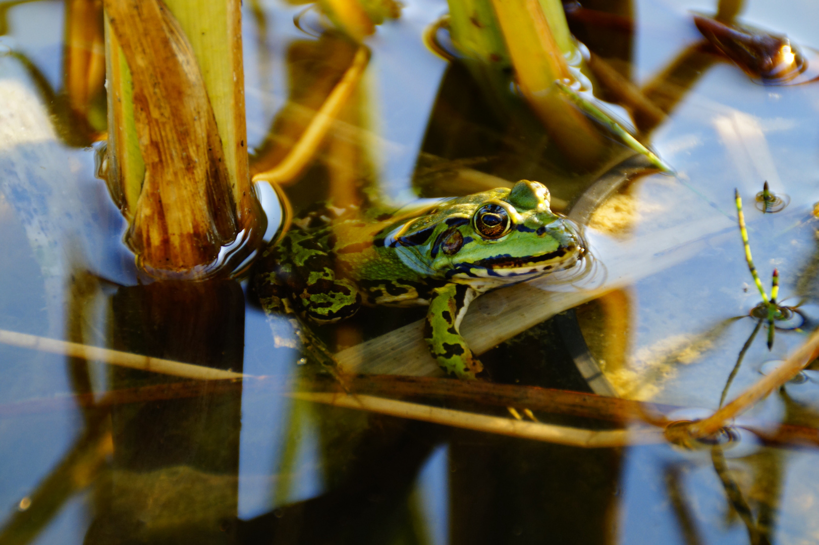 Froschkönig ;)