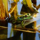 Froschkönig ;)