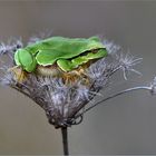 Froschkönig