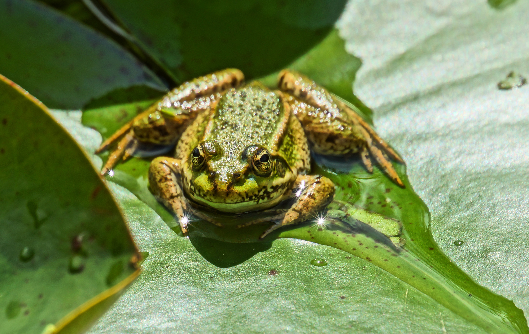 Froschkönig