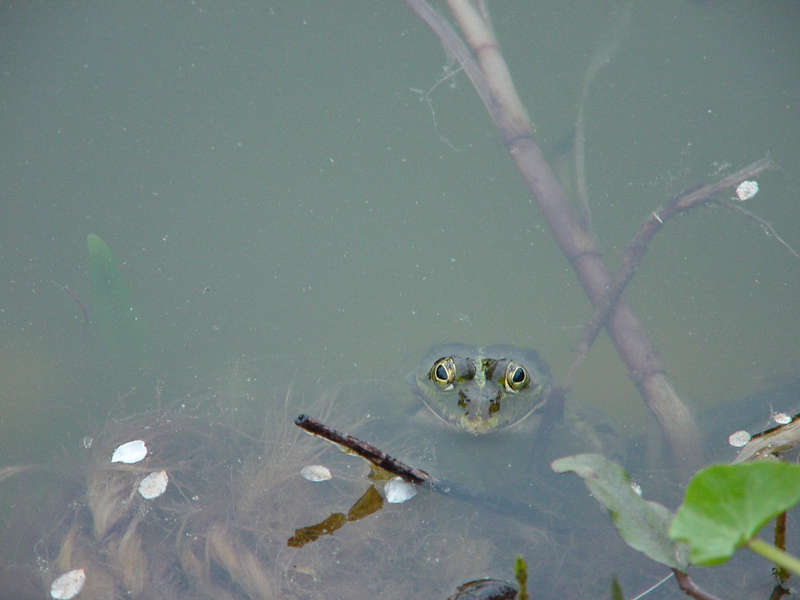 Froschkönig