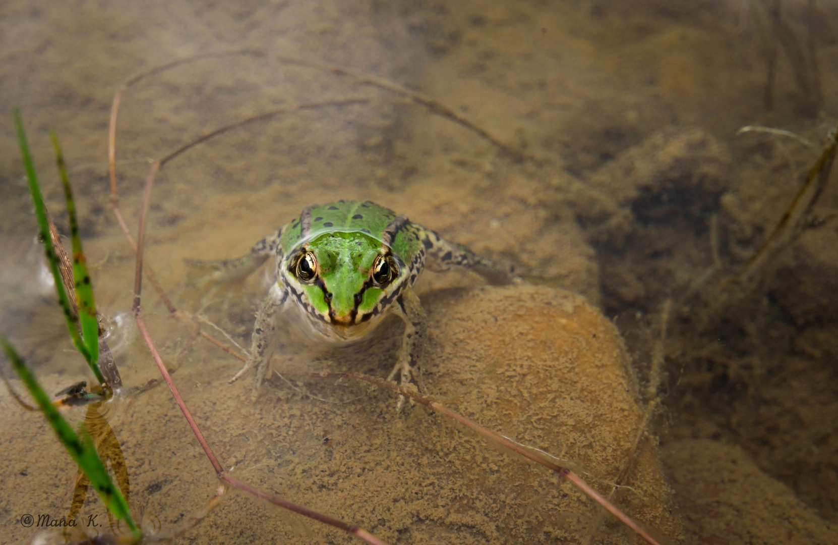 Froschkönig