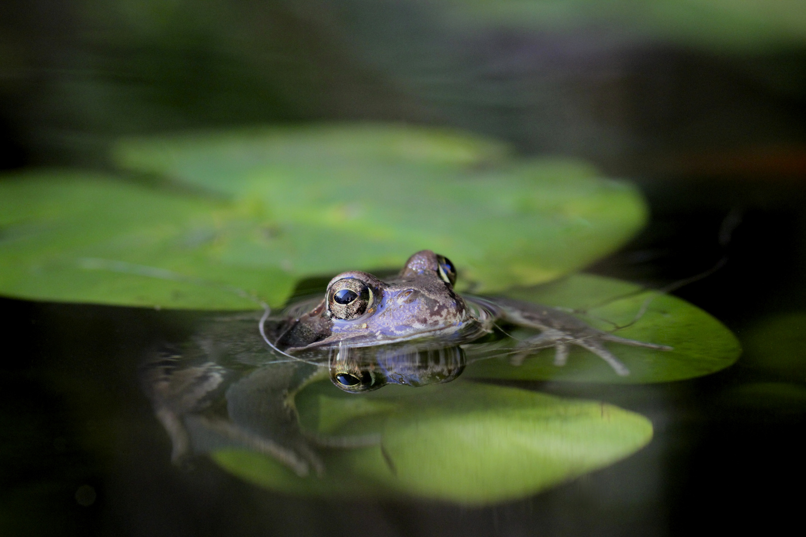 Froschkönig