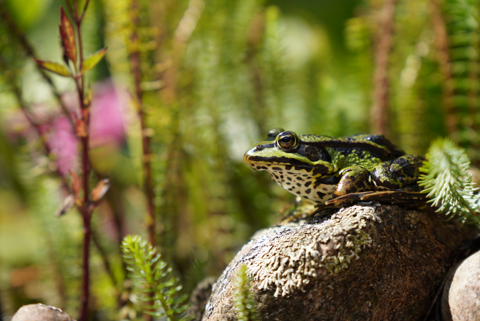 Froschkönig 