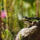 Froschkönig 