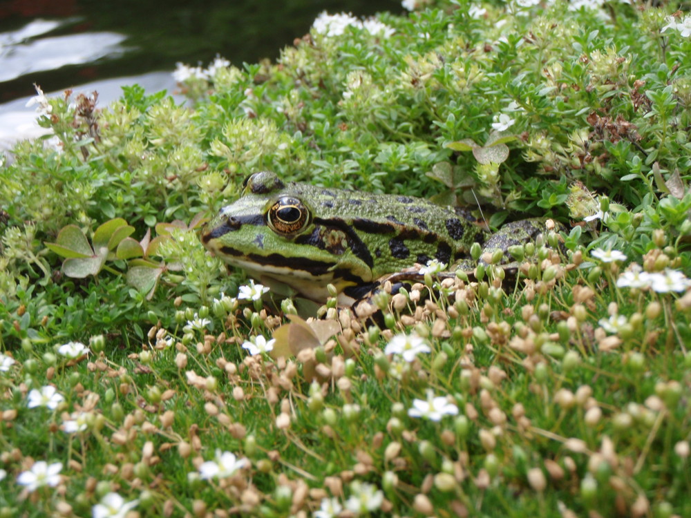 "froschkönig"