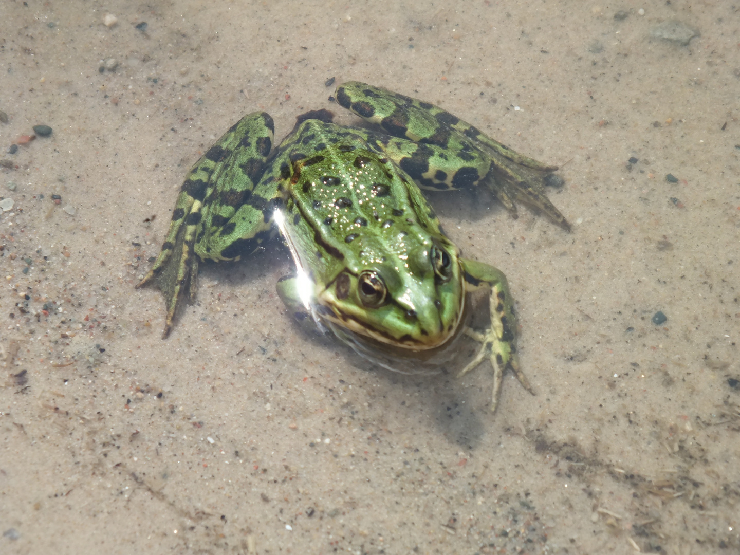 Froschkönig