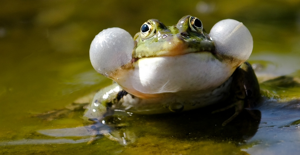 Froschkönig