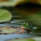 Froschkönig