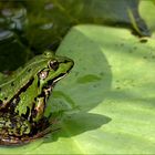 FROSCHKÖNIG