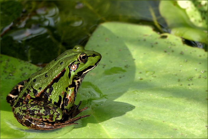 FROSCHKÖNIG