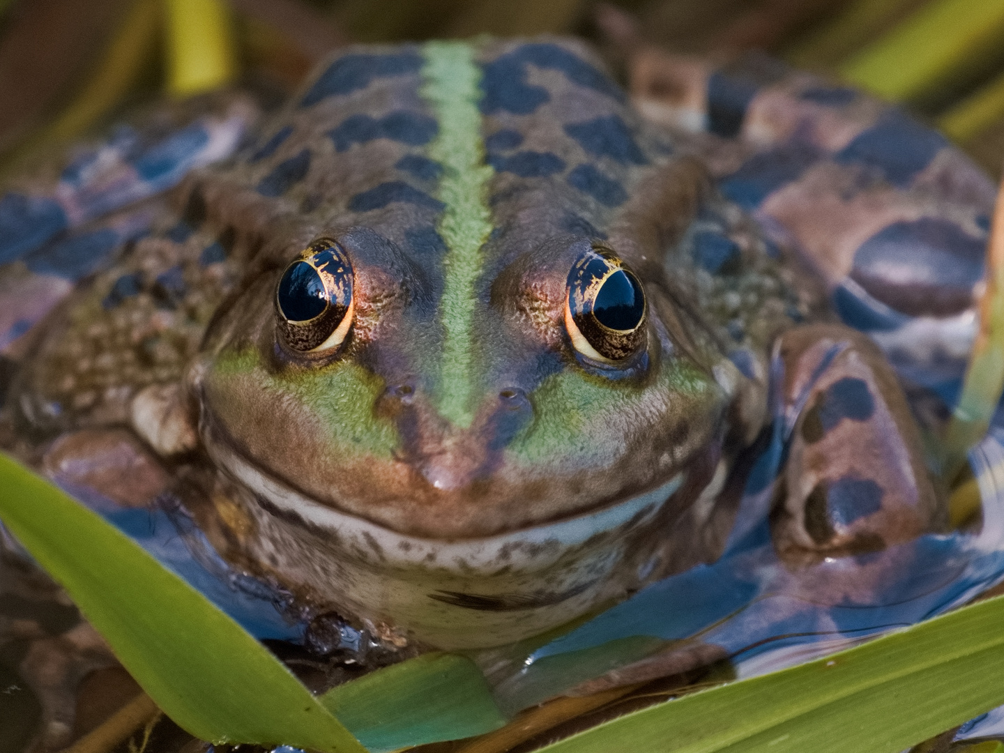 Froschkönig