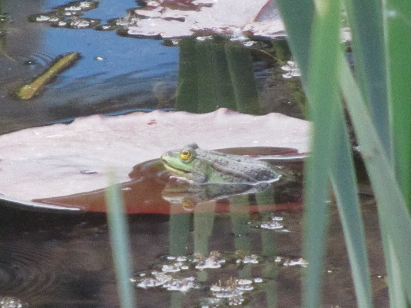 Froschkönig