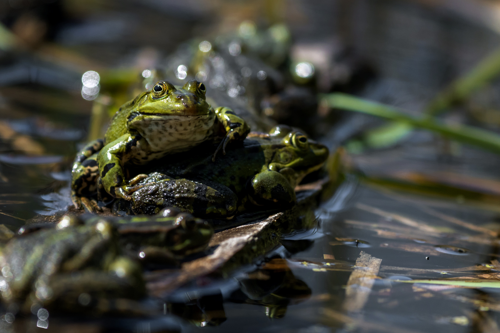 Froschkönig