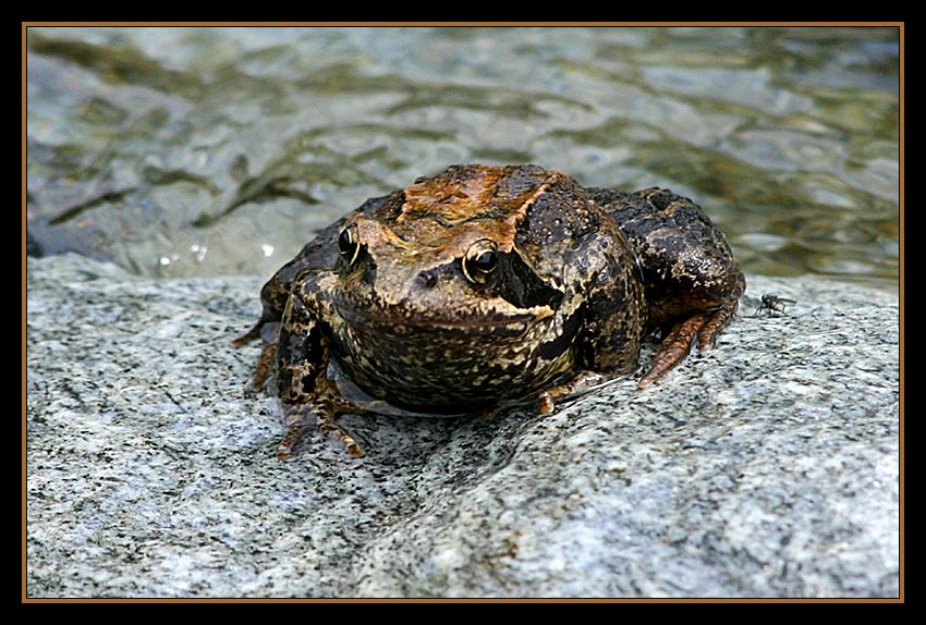 Froschkönig...