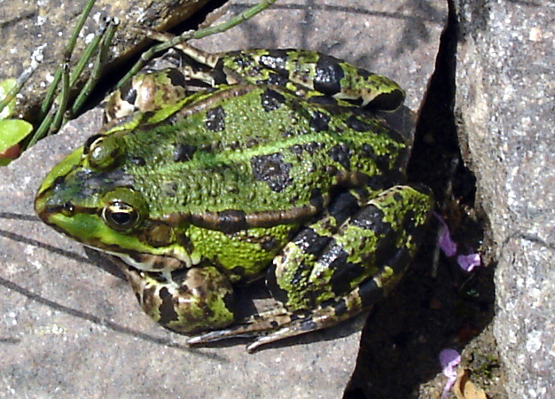 Froschkönig