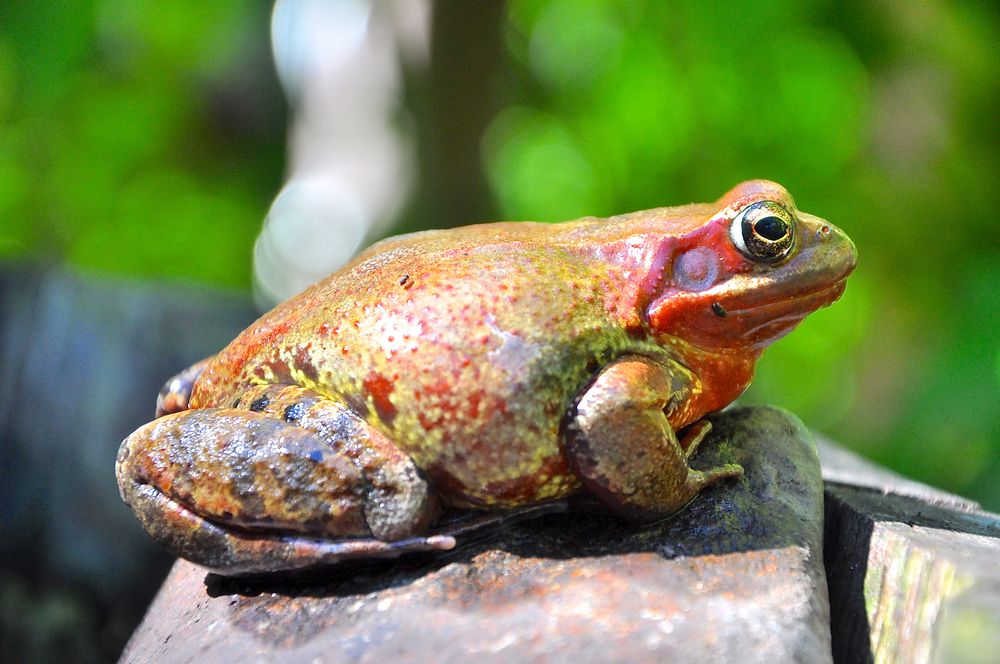 "Froschkönig"