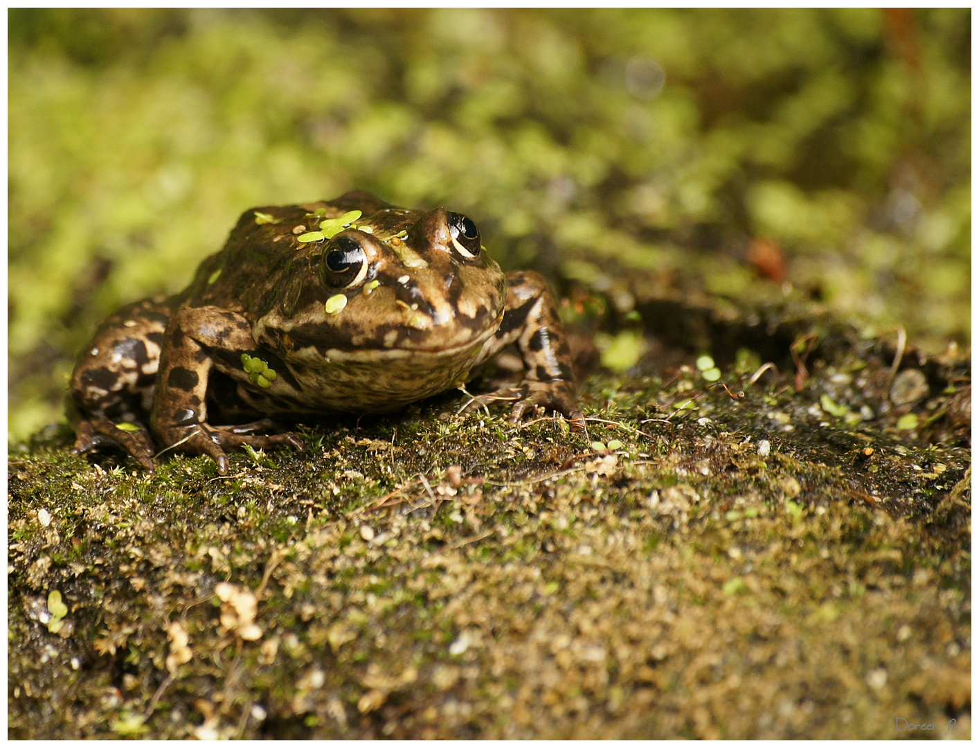 Froschkönig