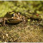 Froschkönig